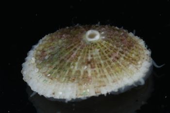 Media type: image;   Malacology 393853 Description: live specimen;